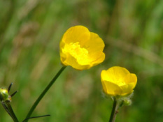 Ranunculus acrisScherpe boterbloem bestellen